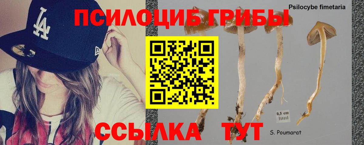 Галлюциногенные грибы Magic Shrooms  как найти наркотики  Выборг  Галлюциногенные грибы Psilocybine cubensis  Вход с VPN 